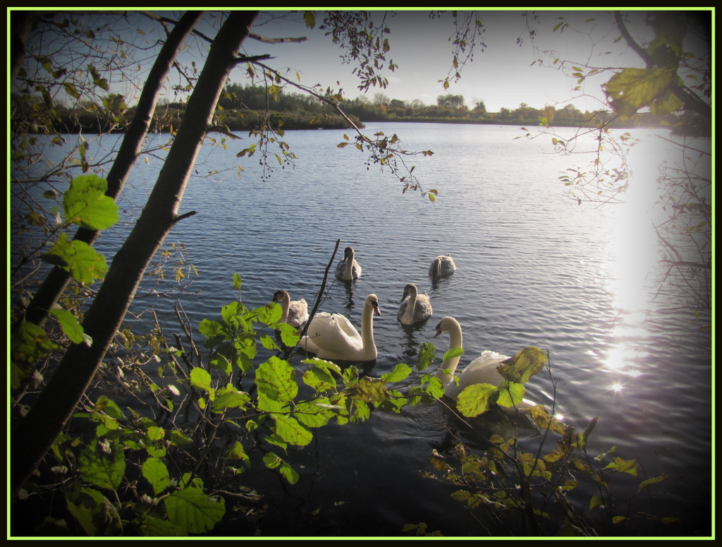 Swans at Paxton Pits by busylady