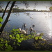 Swans at Paxton Pits by busylady