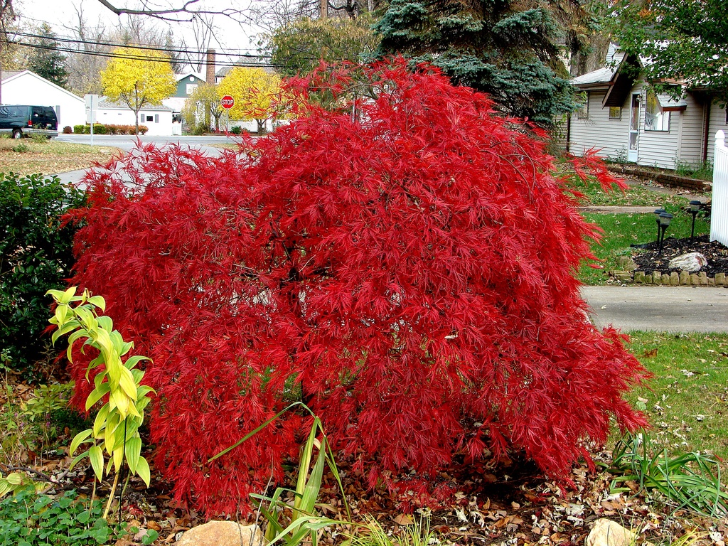 crimson maple by brillomick