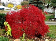26th Oct 2012 - crimson maple