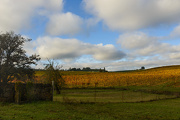 11th Nov 2012 - Wine Country in Its Fall Coloring