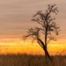 Lonely tree by geertje