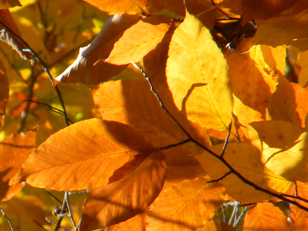 Close-up of Golden Leaves 11.11.12 by sfeldphotos