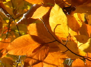 11th Nov 2012 - Close-up of Golden Leaves 11.11.12