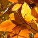 Close-up of Golden Leaves 11.11.12 by sfeldphotos