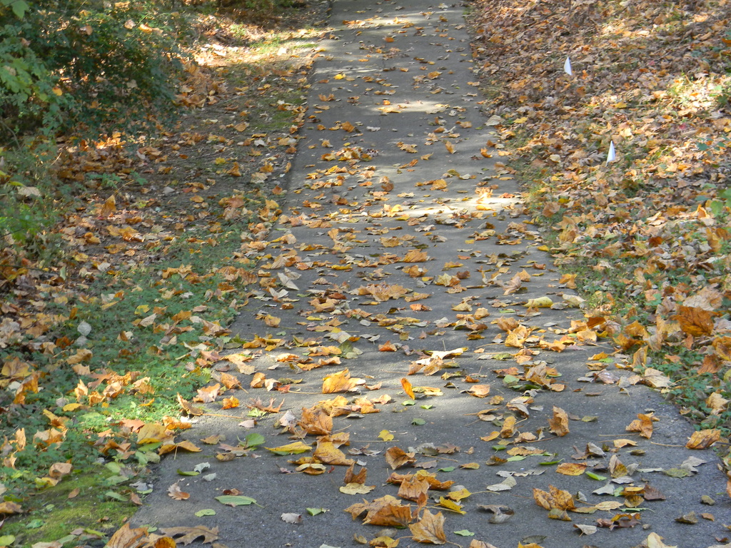 Leaves Down the Trail 11.11.12 by sfeldphotos