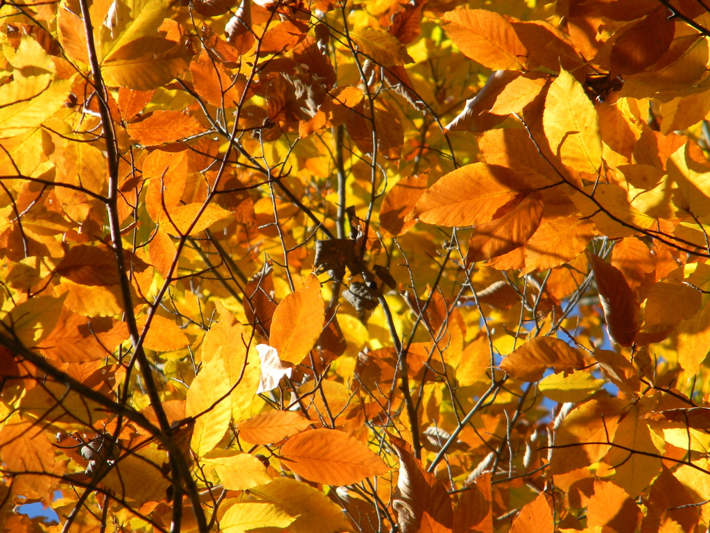 Shades of Golden Leaves 11.11.12 by sfeldphotos