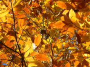 10th Nov 2010 - Shades of Golden Leaves 11.11.12