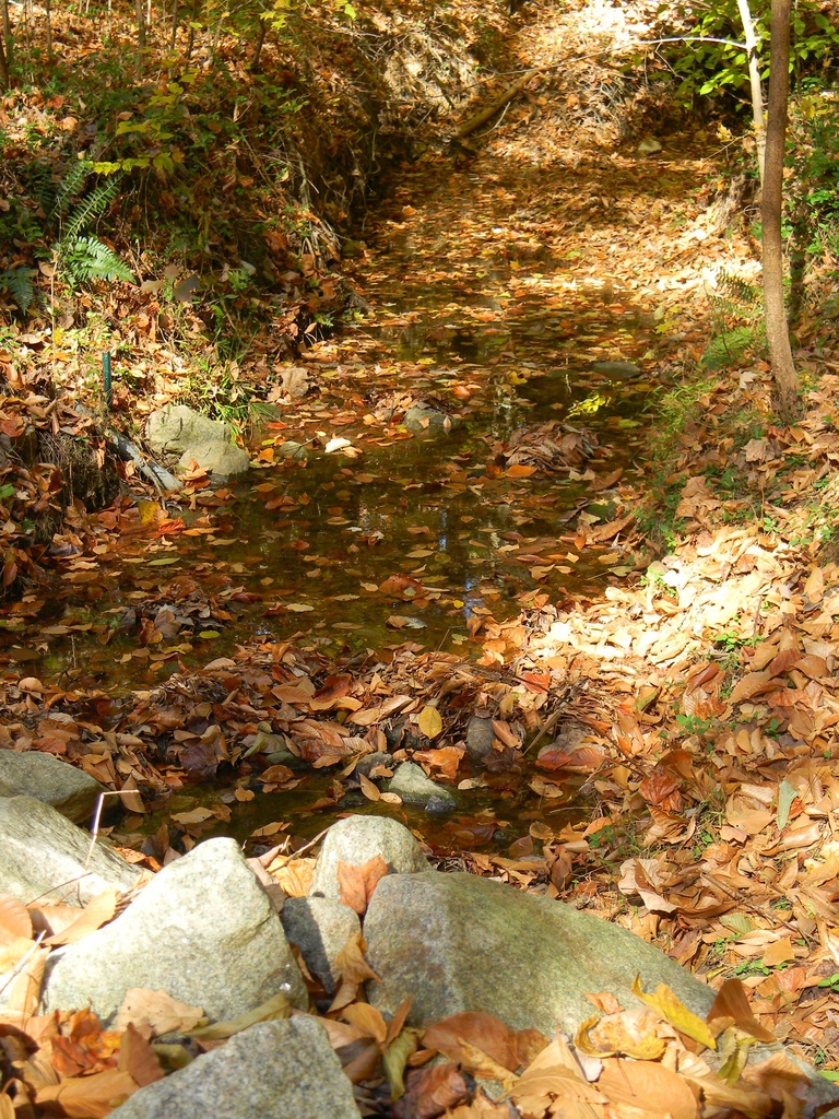Creek on Trail 11.11.12 by sfeldphotos
