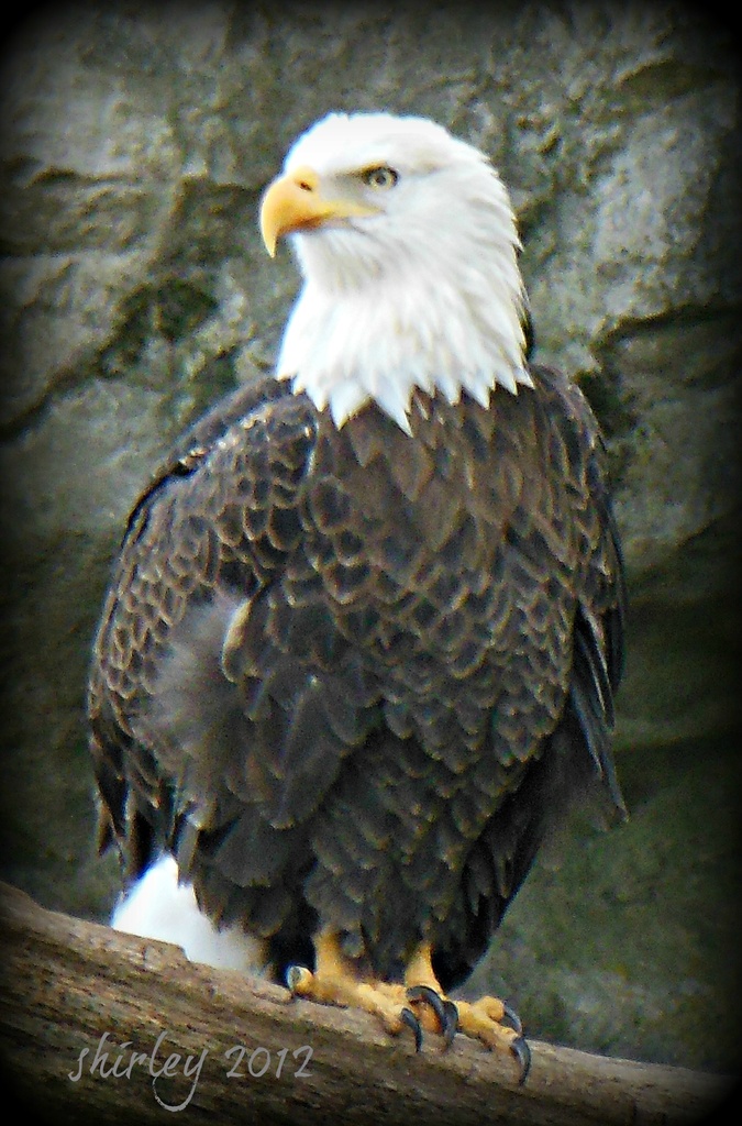 Eagle by mjmaven