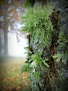 11th Nov 2012 - Lichen