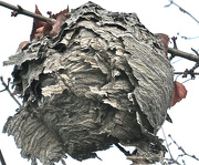 11th Nov 2012 - Wasps Nest