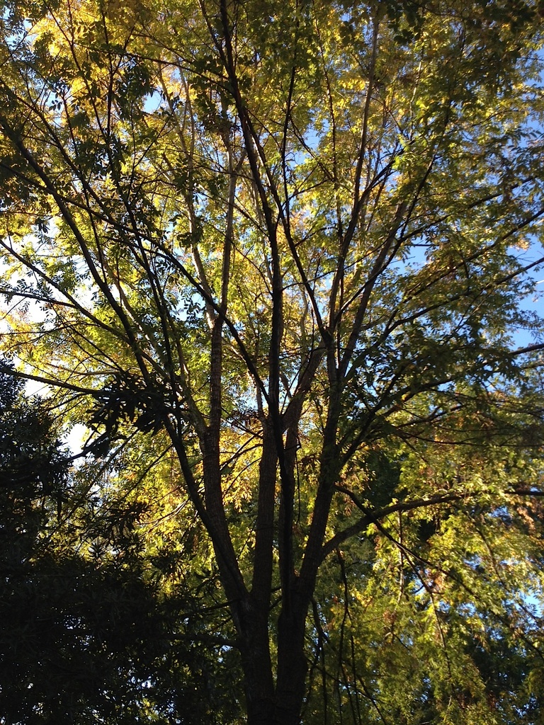 Our Chinese elm, Autumn 2012 by congaree