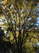 11th Nov 2012 - Our Chinese elm, Autumn 2012