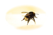 7th Nov 2012 - Buzzy Bee