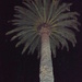 Palm Tree By Night by marguerita
