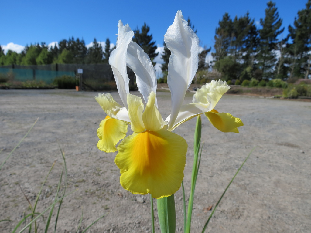 Cream & Yellow Dutch Iris by kiwiflora