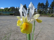 12th Nov 2012 - Cream & Yellow Dutch Iris