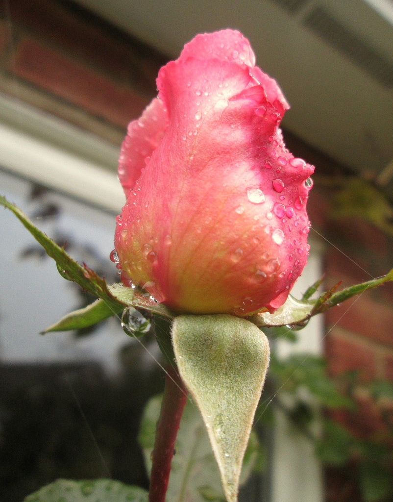 perhaps the last rosebud of this season by quietpurplehaze