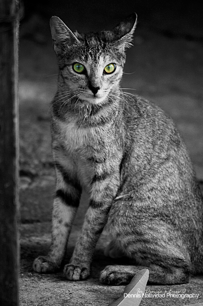Eyes of the Cat by iamdencio