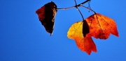 12th Nov 2012 - Backlit orange leaves
