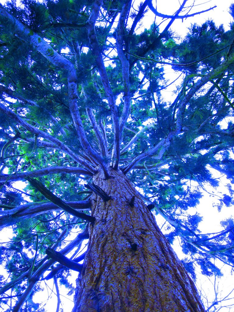 blue tree by mariadarby