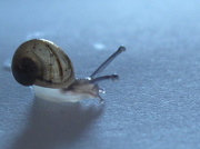 9th Nov 2012 - snail