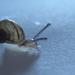 snail by mariadarby
