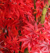 12th Nov 2012 - Japanese Broomstick Maple