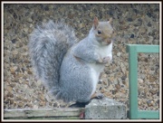 12th Nov 2012 - Squirrel Nutkins
