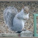 Squirrel Nutkins by rosiekind