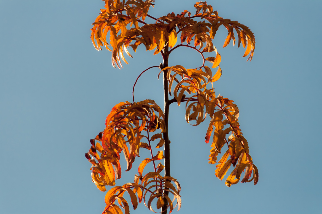 autumn leaves by peadar