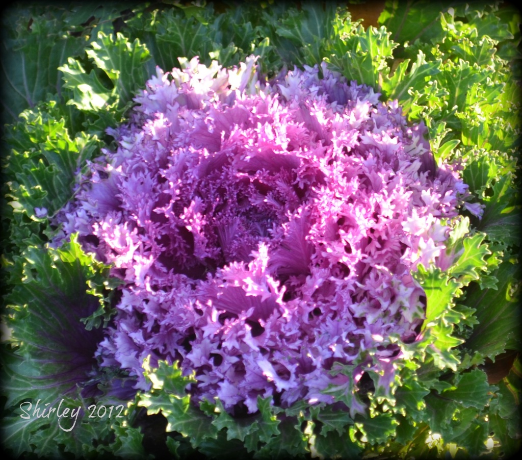 flowering cabbage by mjmaven