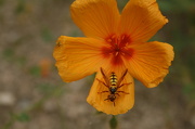 12th Nov 2012 - Bee On A Flower