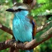Pretty Blue Bird by dmrams