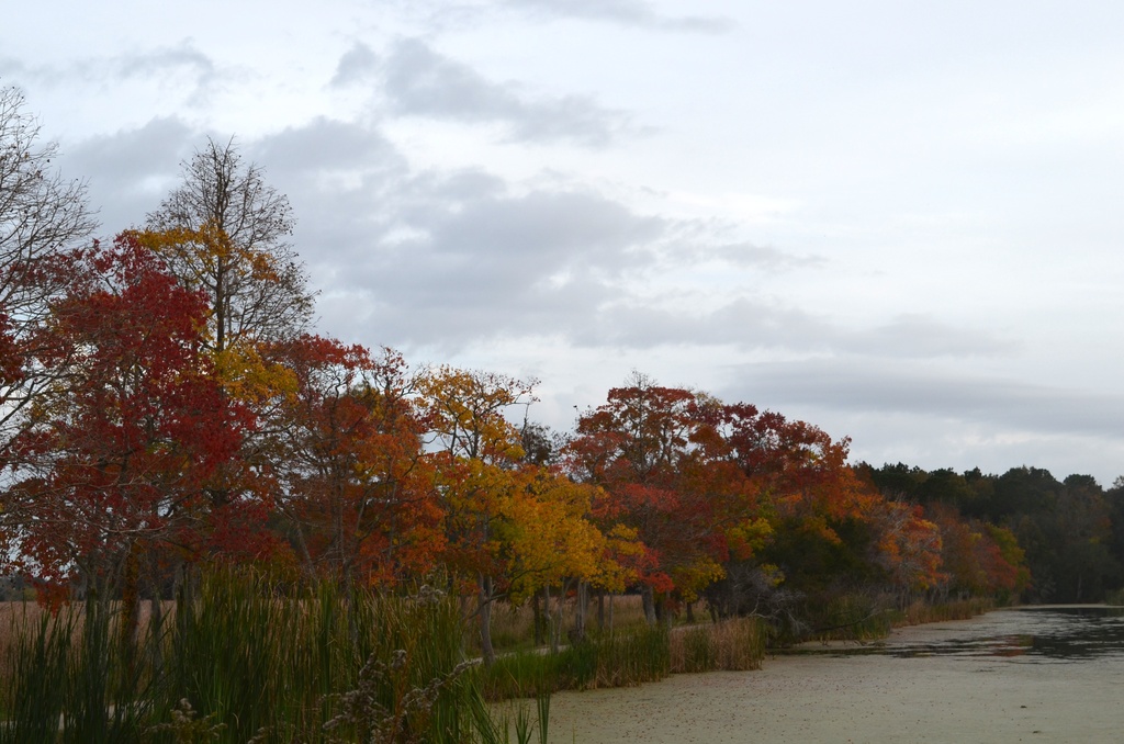 Autumn color, Magnolia Gardens, Charleston, SC by congaree