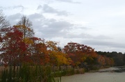 12th Nov 2012 - Autumn color, Magnolia Gardens, Charleston, SC