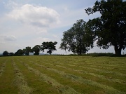 19th Jul 2010 - Make hay.