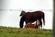 11th Nov 2012 - 3 horses in a pasture
