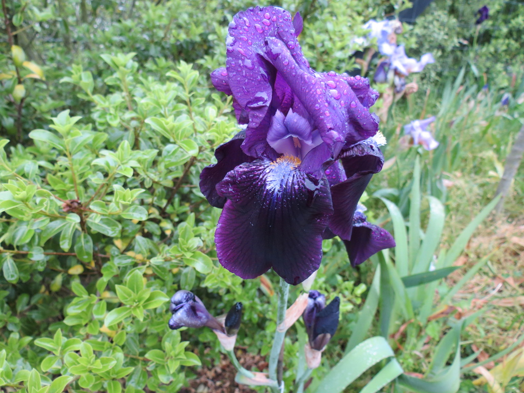 Deep Purple Bearded Iris by kiwiflora