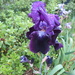 Deep Purple Bearded Iris by kiwiflora