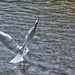 Water Wings by jesperani