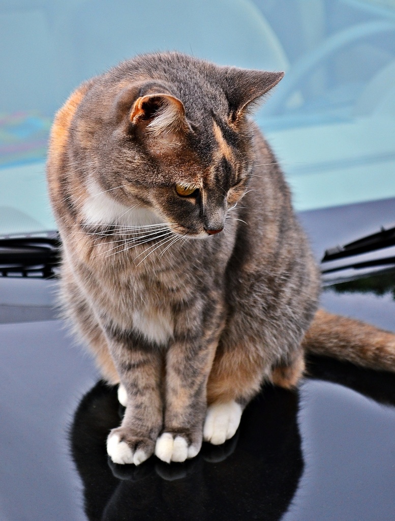 Pudge on Sentra by soboy5
