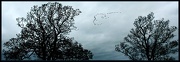 13th Nov 2012 - The Flight of the Geese.