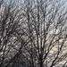 A Web of Trees by photogypsy