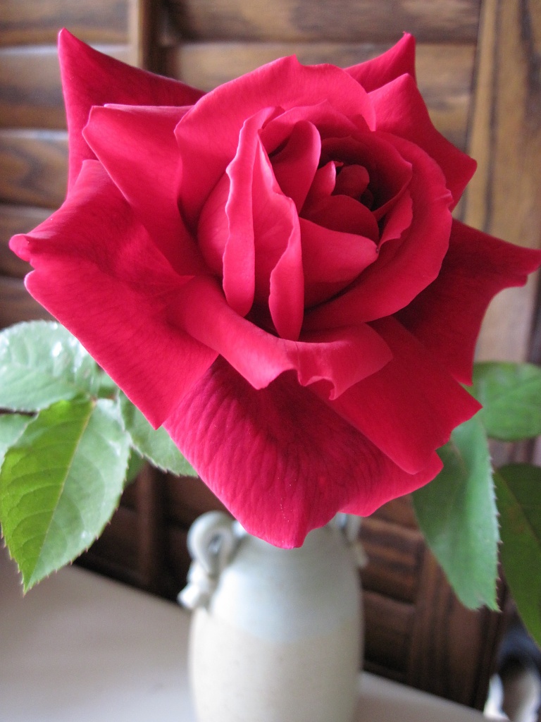 A garden rose by Weezilou