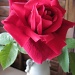A garden rose by Weezilou