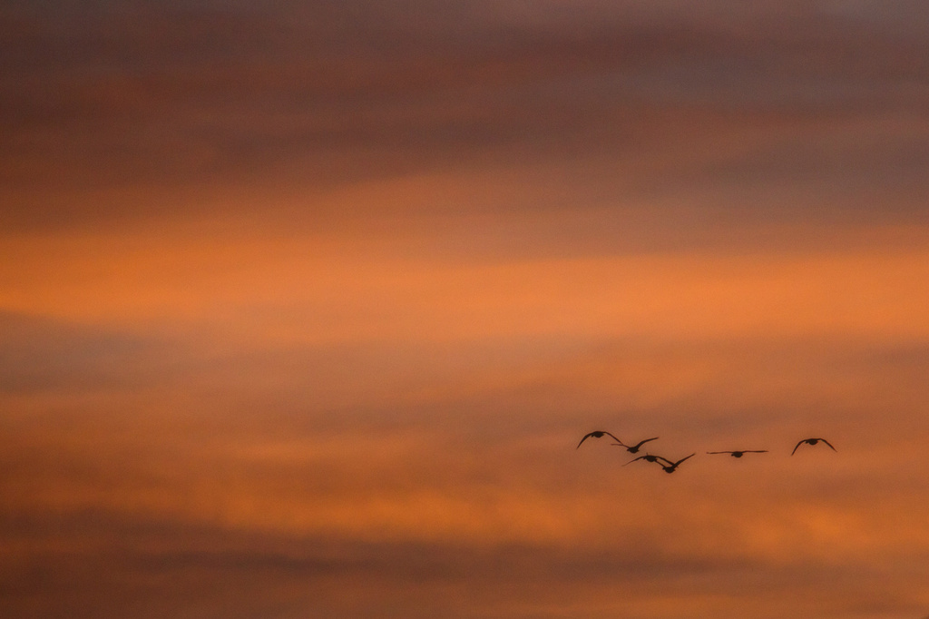 Sunset Flight by kph129