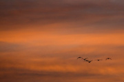 13th Nov 2012 - Sunset Flight