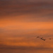 Sunset Flight by kph129